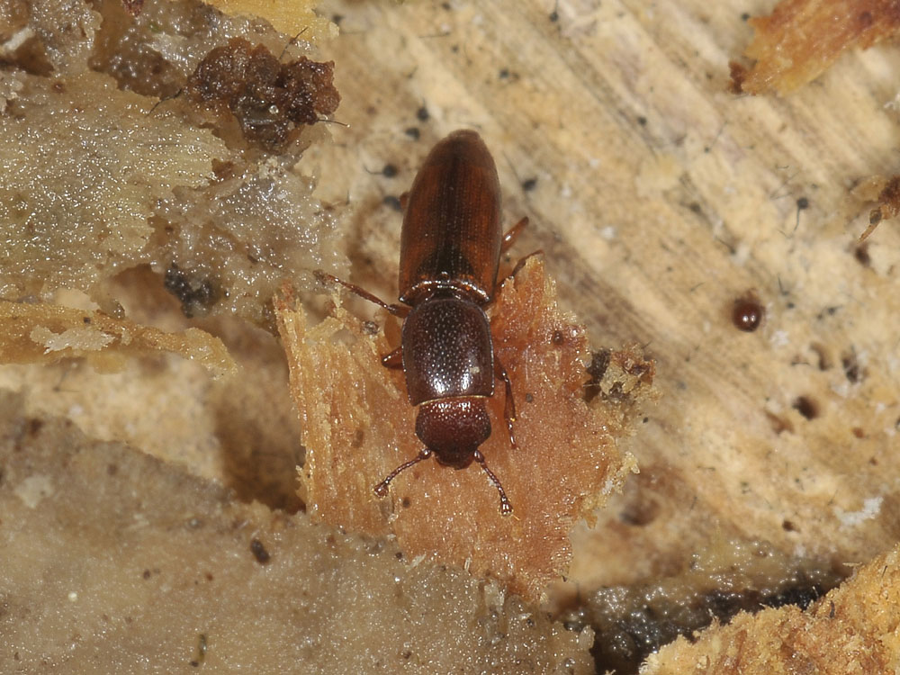 Monotomidae da identificare: Rhizophagus sp.